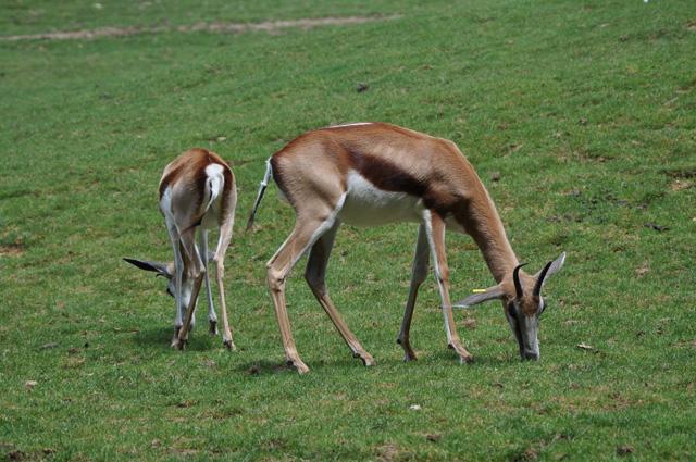 min 2013 07 06 beauval 086